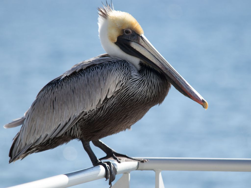 pelican-close-up-st-pete-pier